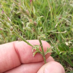 Verbena gracilis