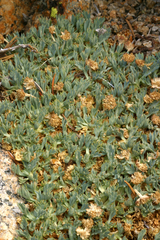 Podistera nevadensis