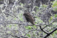 Turdus maranonicus