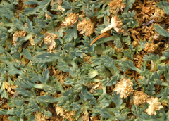 Podistera nevadensis