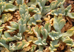 Podistera nevadensis