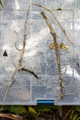 Marasmius crinis-equi