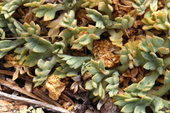 Podistera nevadensis