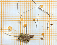 Marasmius crinis-equi