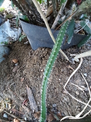 Selenicereus polyrhizus