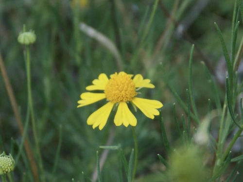 Helenium amarum var. amarum