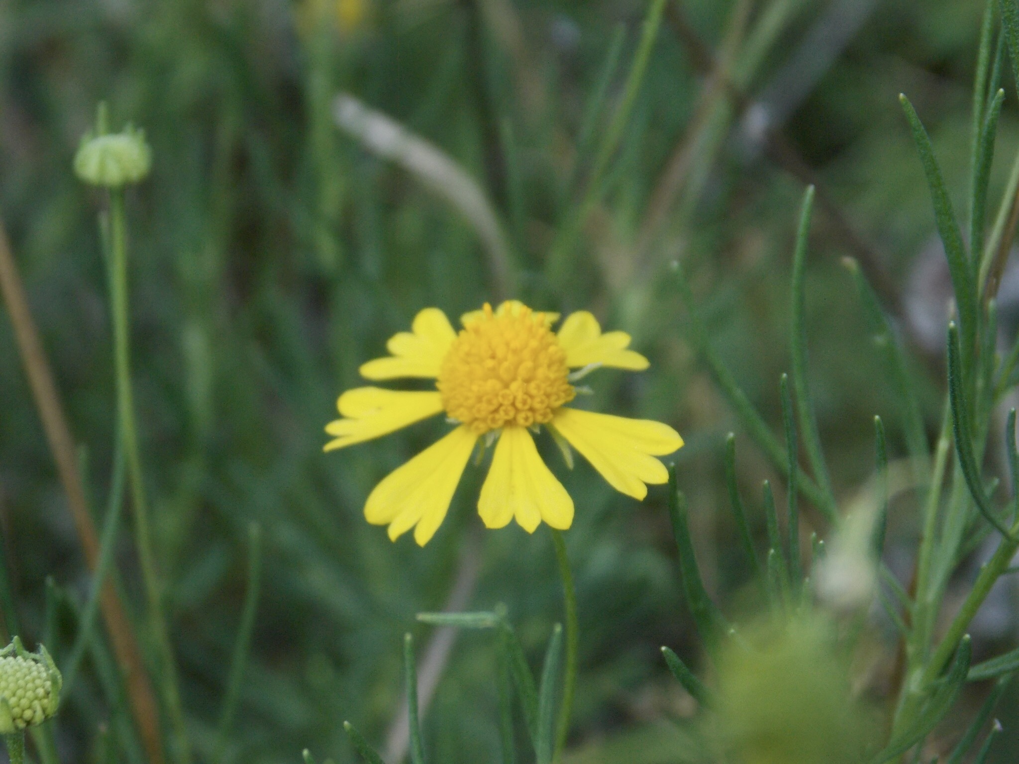 Helenium amarum var. amarum