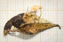 Marasmius conicopapillatus