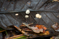 Marasmius somalomoensis