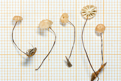Marasmius somalomoensis