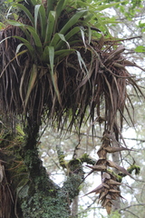 Tillandsia violacea