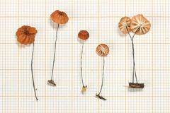 Marasmius rubrobrunneus
