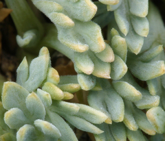 Podistera nevadensis