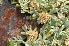 Podistera nevadensis