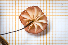 Marasmius rubrobrunneus