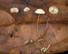 Marasmius haematocephalus