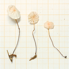 Marasmius haematocephalus