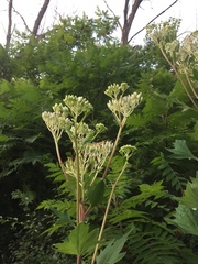 Arnoglossum atriplicifolium, photograph Ben Pritchard, CC0, iNaturalist via GBIF