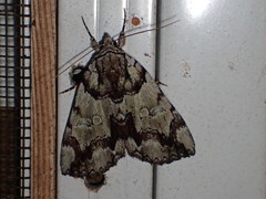 Catocala praeclara