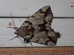 Catocala praeclara