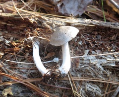 Tricholoma atrodiscus