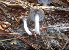 Tricholoma atrodiscus