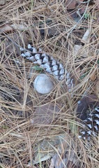 Tricholoma atrodiscus