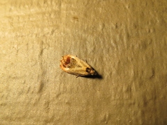 Olethreutes hamameliana