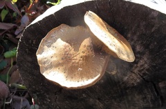 Pleuroflammula multifolia