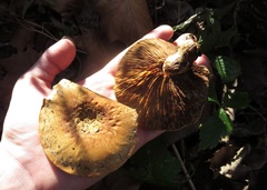 Pleuroflammula multifolia