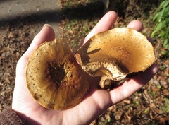 Pleuroflammula multifolia