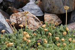 Podistera nevadensis