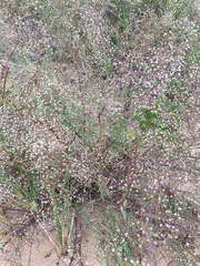 Gypsophila paniculata