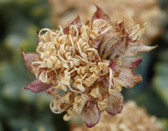 Podistera nevadensis