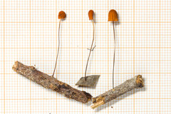 Marasmius bambusiniformis