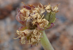 Podistera nevadensis
