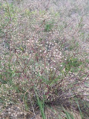 Gypsophila paniculata