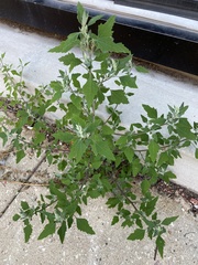 Chenopodium album