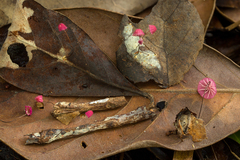 Marasmius haematocephalus