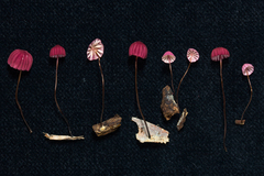 Marasmius haematocephalus