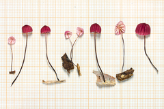 Marasmius haematocephalus