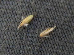 Calamagrostis inexpansa