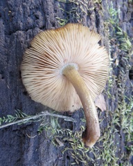 Pluteus granularis image