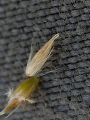 Calamagrostis inexpansa