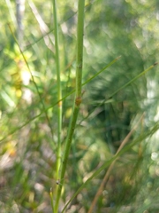 Calamagrostis inexpansa