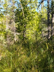 Calamagrostis inexpansa