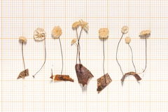 Marasmius apatelius