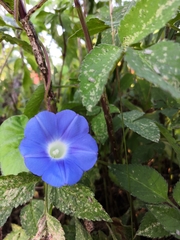 Ipomoea nil