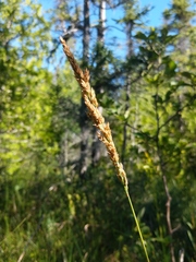 Calamagrostis inexpansa