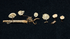 Marasmius dendrosetosus